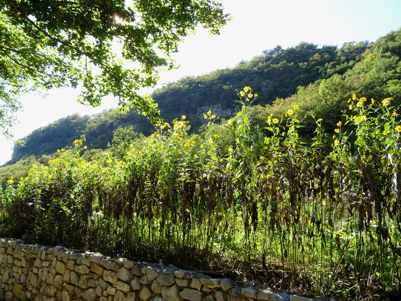 Giro del Monteghello -  sentiero F1 (Rovereto)